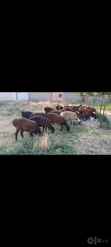 Toza qoli hsori simjun kashtan varyantidan 5 Toza qoli hsori simjun kashtan varyantidan 5