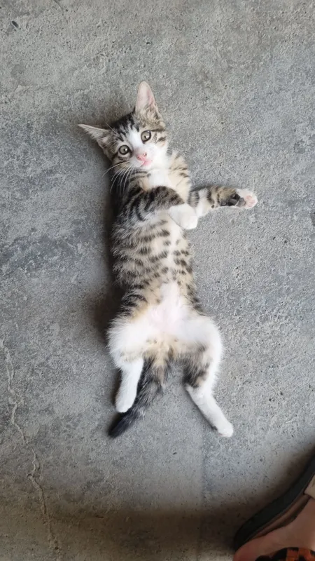 кот 1