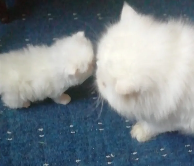 Котята персидские . — фото 4