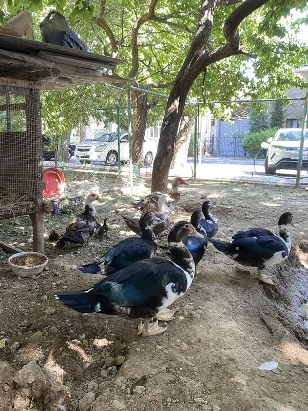 Продаются индоутки, утки 5