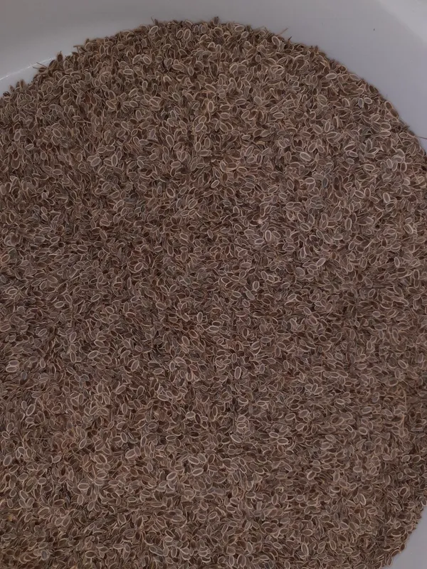 Shivit (oʻkrop) urugʻi 2 Shivit (oʻkrop) urugʻi 2