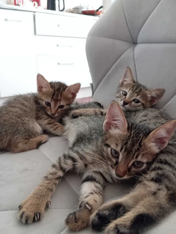 Котята милые в хорошие руки 1 Котята милые в хорошие руки 1