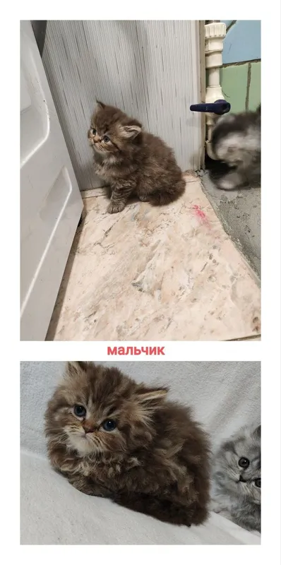 Mushuk porodali yoqimtoy