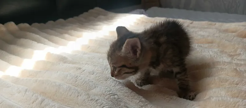Домашние котята 5 2 Домашние котята 5 2