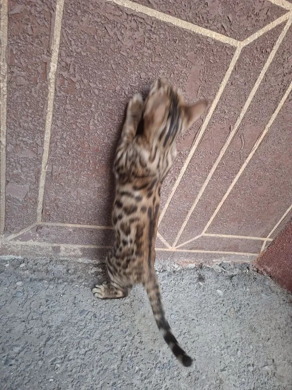Bengal mushuk toza zot rasmdagi, qoplon face, 2 Bengal mushuk toza zot rasmdagi, qoplon face, 2