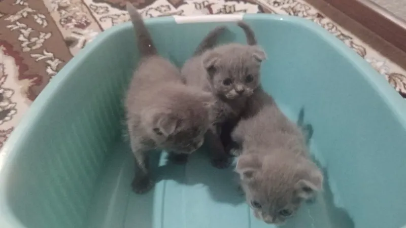 Продам породистого котята очень милый 500000т — фото 1