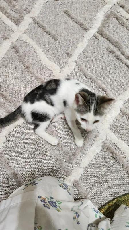 Котенок(девочка) 3 Котенок(девочка) 3