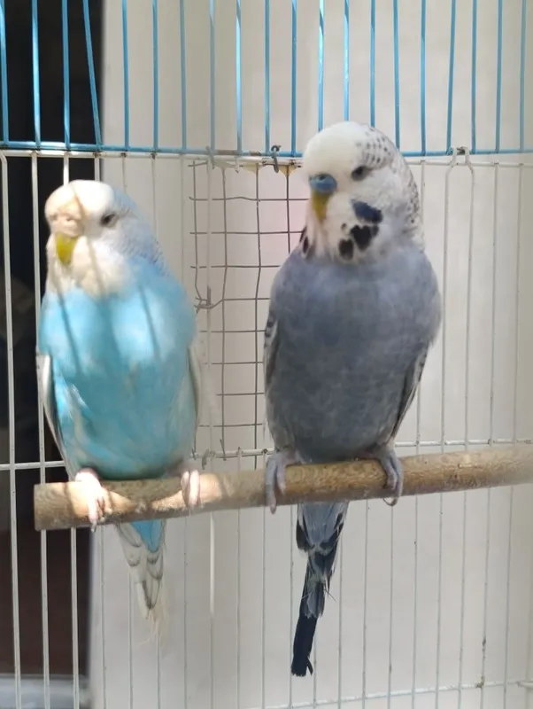 Nemis + chehla. 2 ta para tayyor