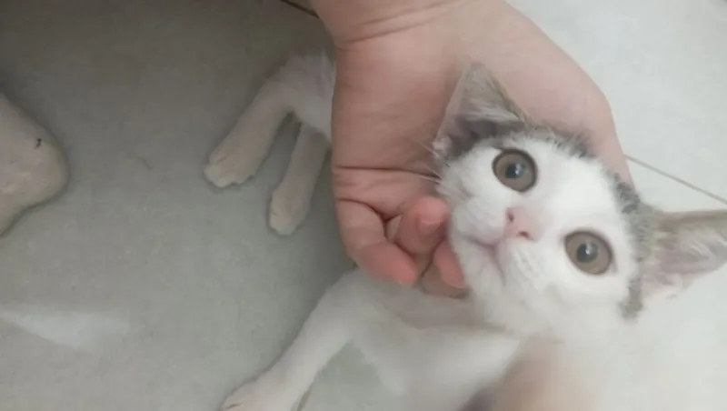 Котенок девочка 2 месяца 4 Котенок девочка 2 месяца 4
