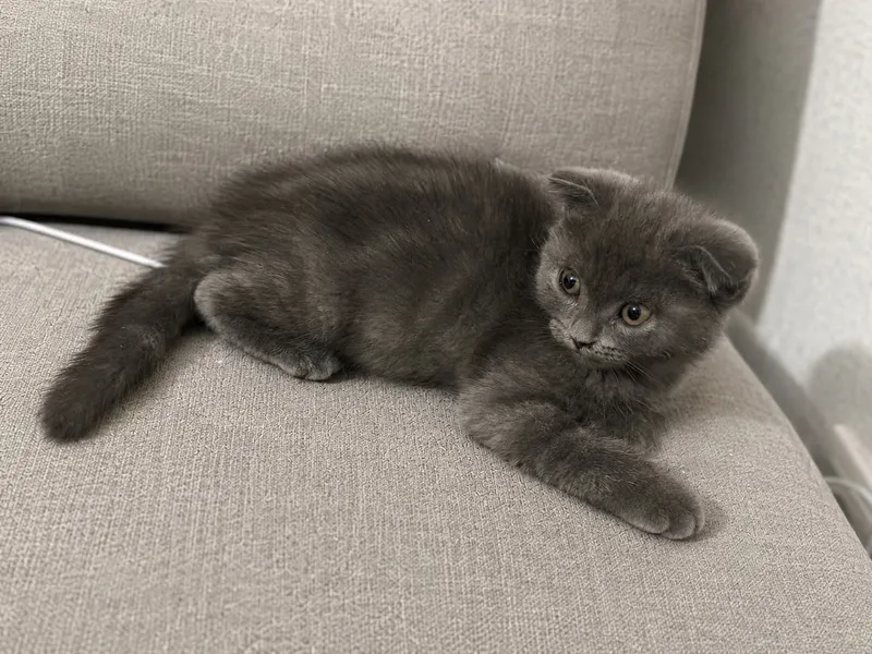 Кот