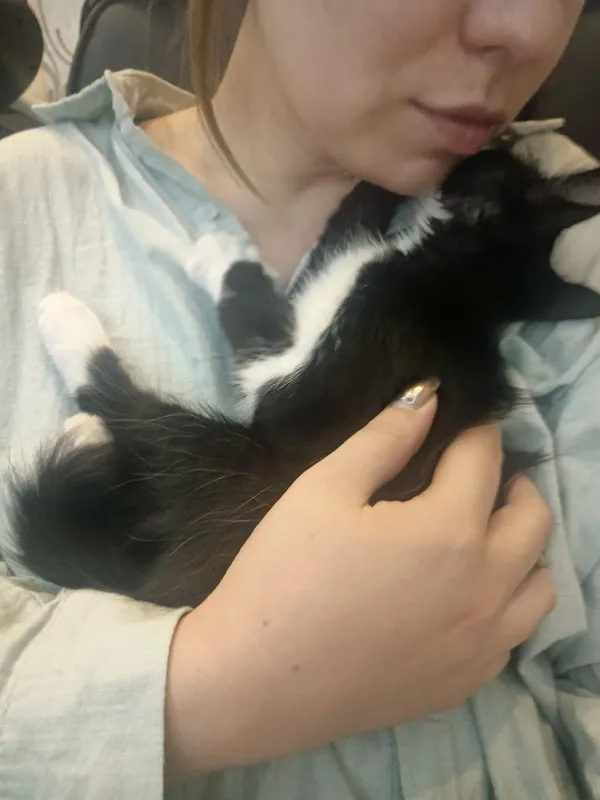 Пристраивается очень ласковая котёнок девочка 3 Пристраивается очень ласковая котёнок девочка 3