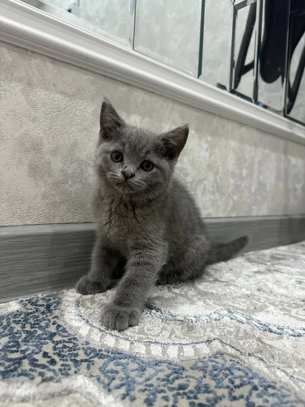 продаются чистокровные британские котята — фото 2