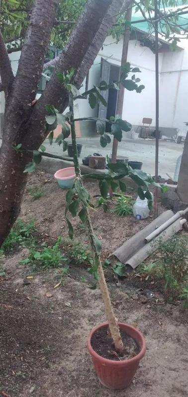 Kaktus (brazil)opunsiya 2 Kaktus (brazil)opunsiya 2