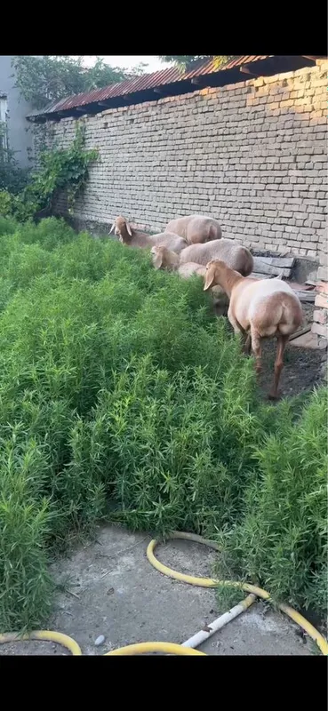 Qochqor qoyla uloqla sotiladigan kelishilgan narxlarda toʻy aqiqa