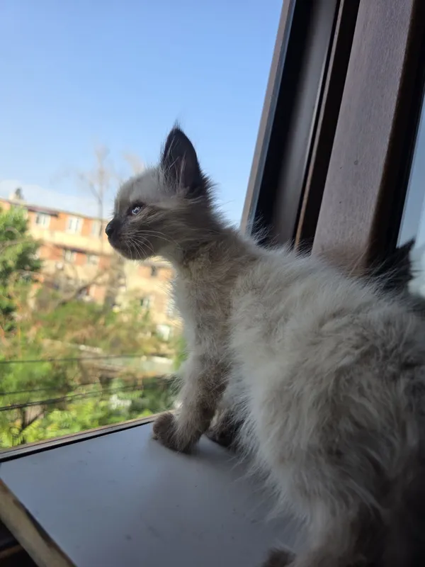 Отам в добрую семью котенка — фото 1