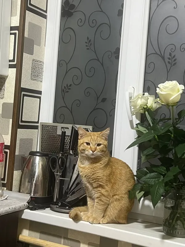 кот 1 год продается — фото 5