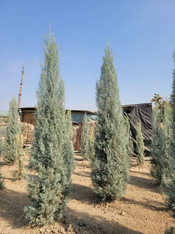 arizonski kiparis archa boyi 1.2 da 3.30 ga bor 50 $ dan boshlanadi — фото 3