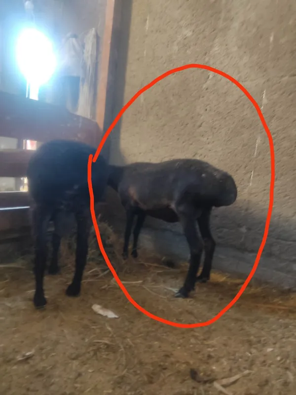 Ona bola quy sotiladi 1