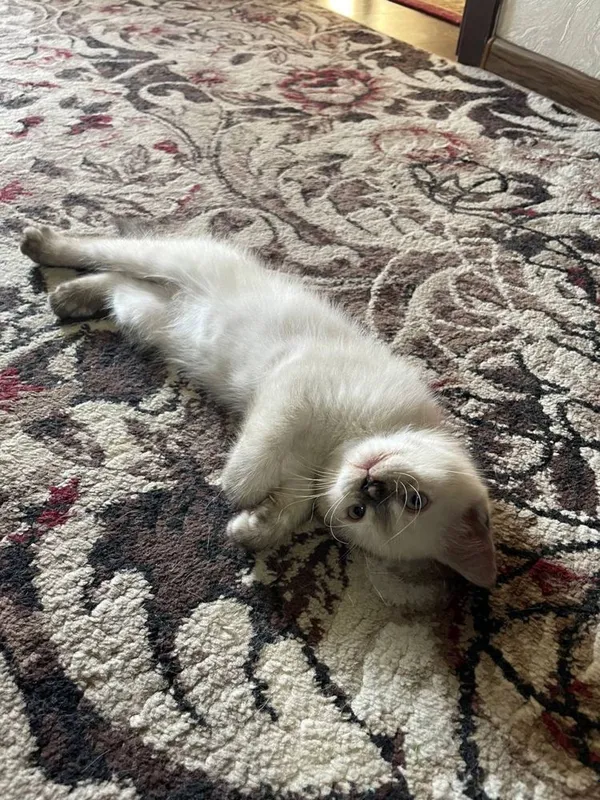 British shorthair 1 British shorthair 1