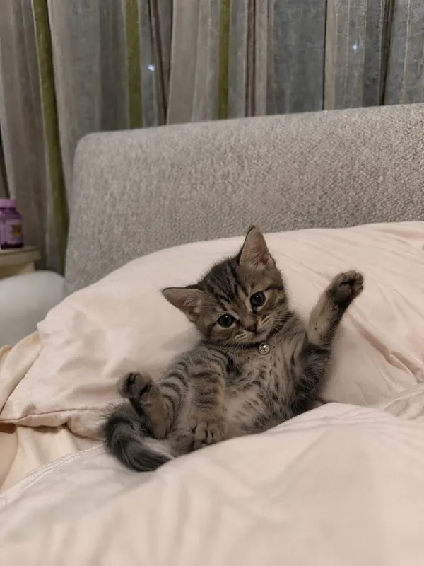 Отдаю котят в добрые руки 2 Отдаю котят в добрые руки 2
