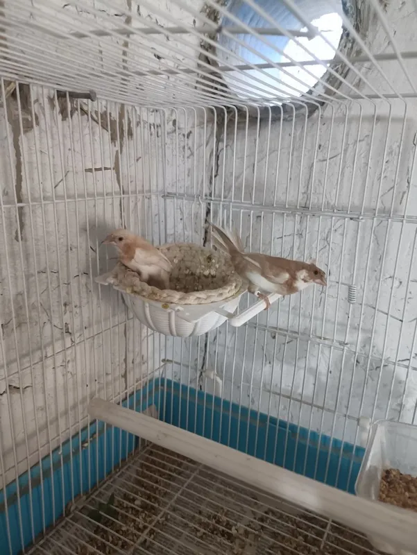Японский амадина ранги кремовый