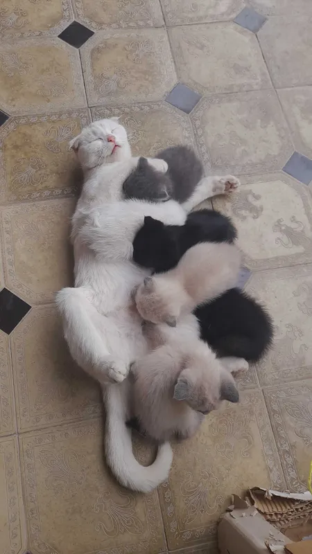 Котята Скоттиш-Фолд — фото 2