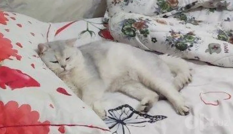 Британский шиншилла Winwilla 2 Британский шиншилла Winwilla 2
