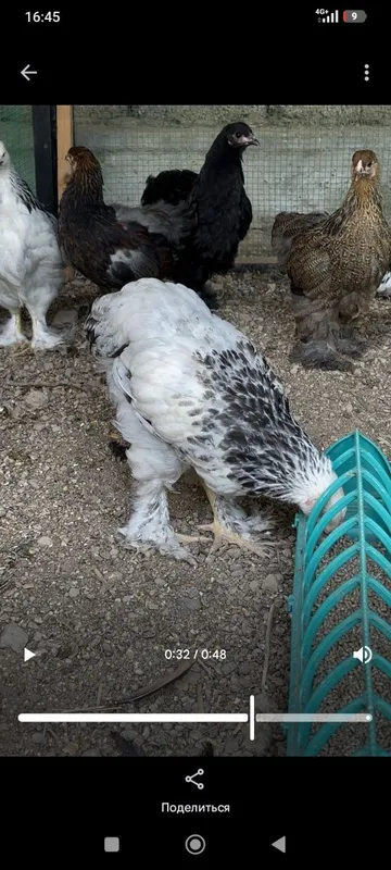 Brama Jo'jalari sotiladi 2 oyli 4 Brama Jo'jalari sotiladi 2 oyli 4