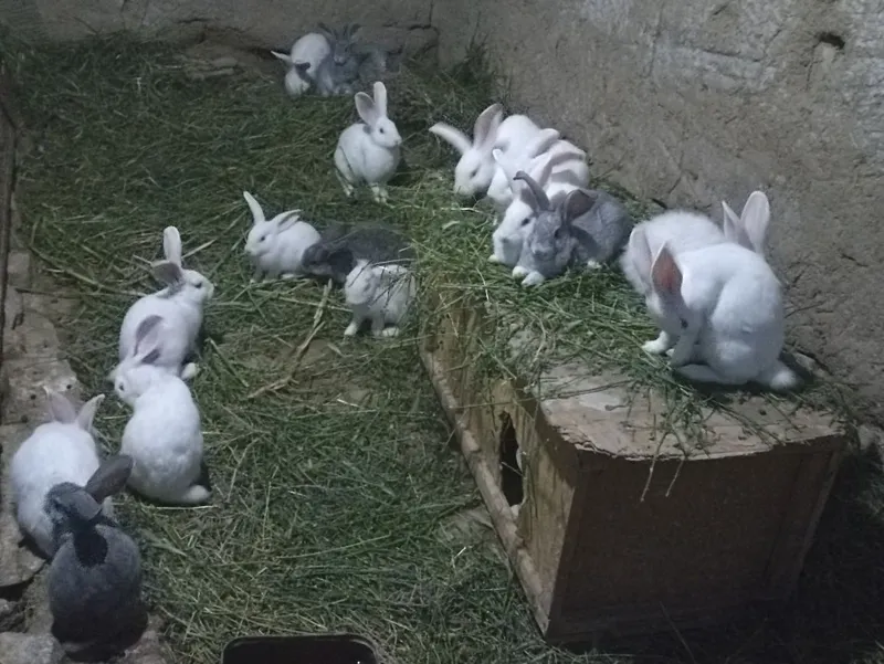Quyonlar sotiladi soglom xikol zoti
