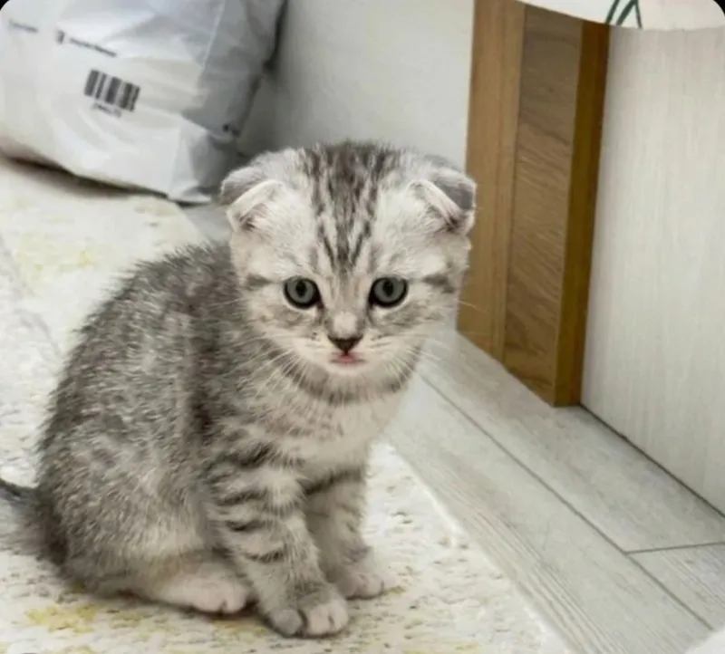 Продаются котята 6 Продаются котята 6