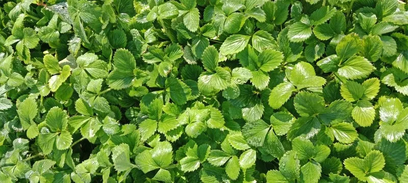 Qulupnay ko'chat 2