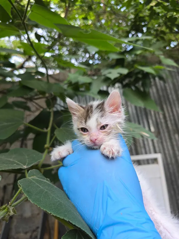 Котята ищут семьи! 2 Котята ищут семьи! 2
