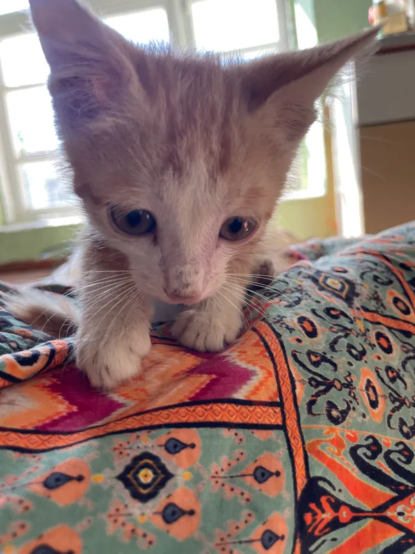 кошка 5 кошка 5