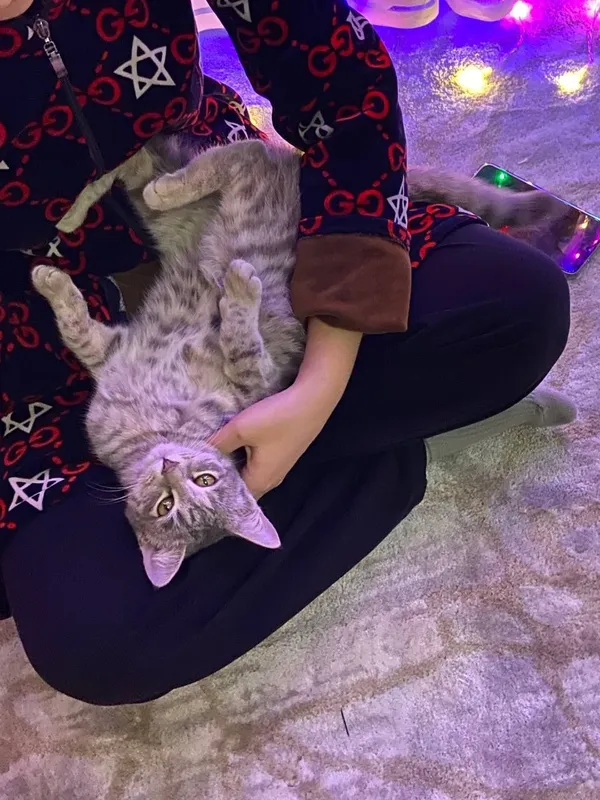 Домашняя красивая кошка — фото 4 Домашняя красивая кошка — фото 4