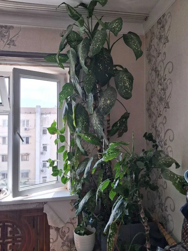 Растения для дома — фото 1