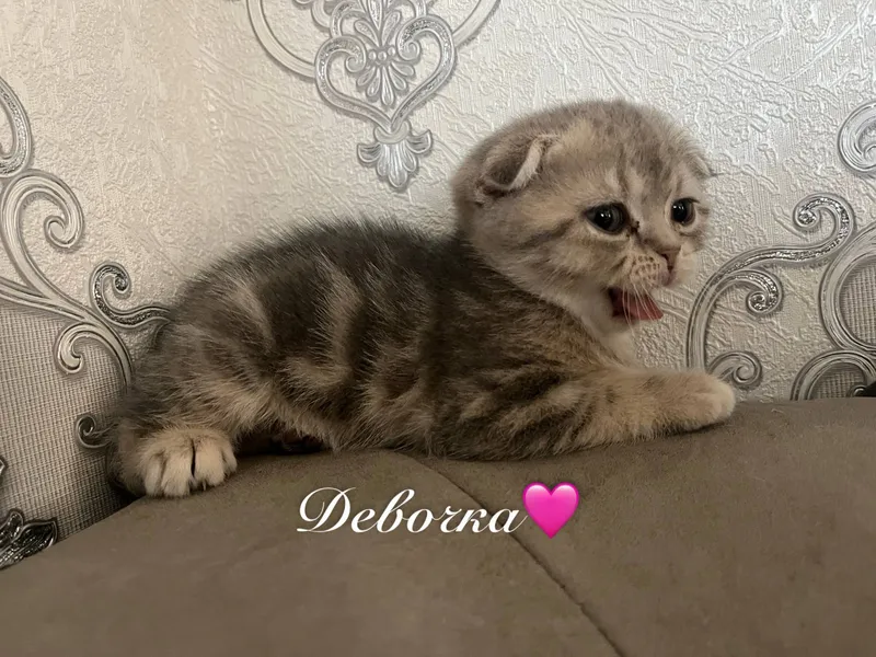 Шотландские котята окраса шиншиллы 3