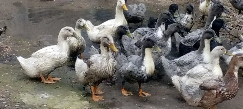 O'rdaklar sotiladi