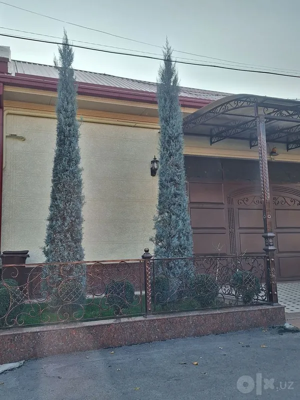 Arizonskiy Kiparis Arizona Keparis Italiya arginal 5 Arizonskiy Kiparis Arizona Keparis Italiya arginal 5