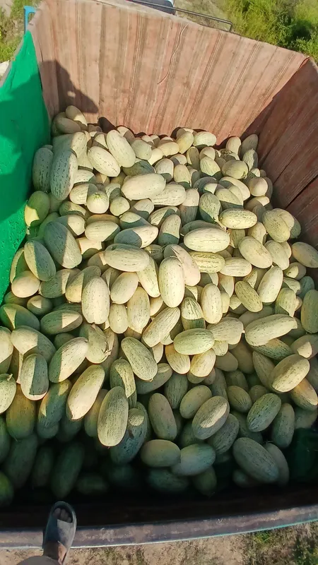 qovun qovun