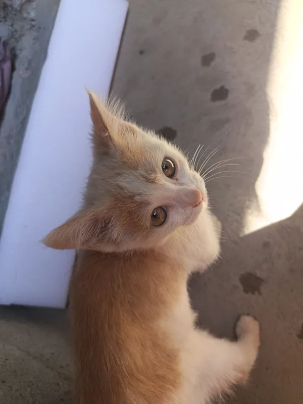 кошка 1 кошка 1
