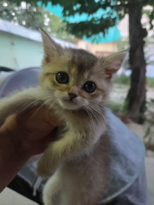 Шиншила котенок 2