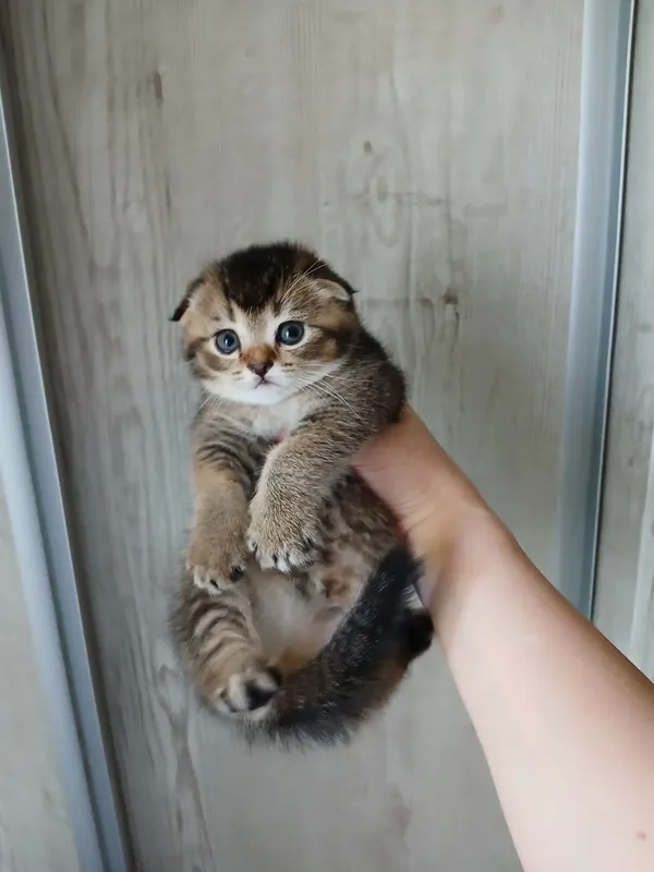 продаю котёнка девачку — фото 6