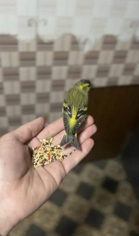 Chijik sotiladi yuvosh qush sayroqa kirgan zapisi bor tg dan yosela — фото 1 Chijik sotiladi yuvosh qush sayroqa kirgan zapisi bor tg dan yosela — фото 1
