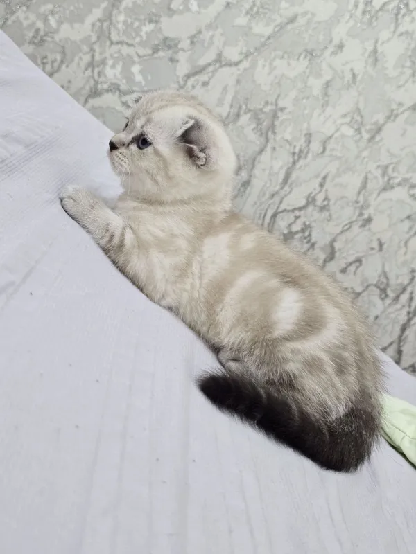 Продаются породистые котята скотиш фолд 2 девочки и 2 мальчика — фото 4