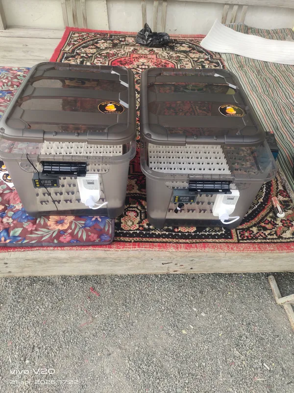 inkubator 88 talik