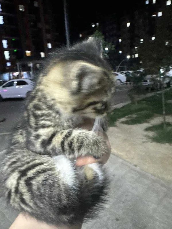 Отдадим котёнка добрым и ответственным людям — фото 1