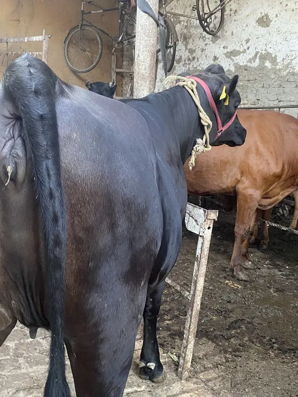 Buğoz sigir angus sotiladi 2