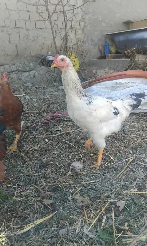 Продаются куры 2 Продаются куры 2