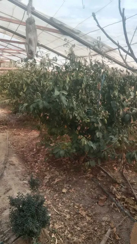 Lemon daraxti sotiladi hosilga kirgan tayor daraxti — фото 1