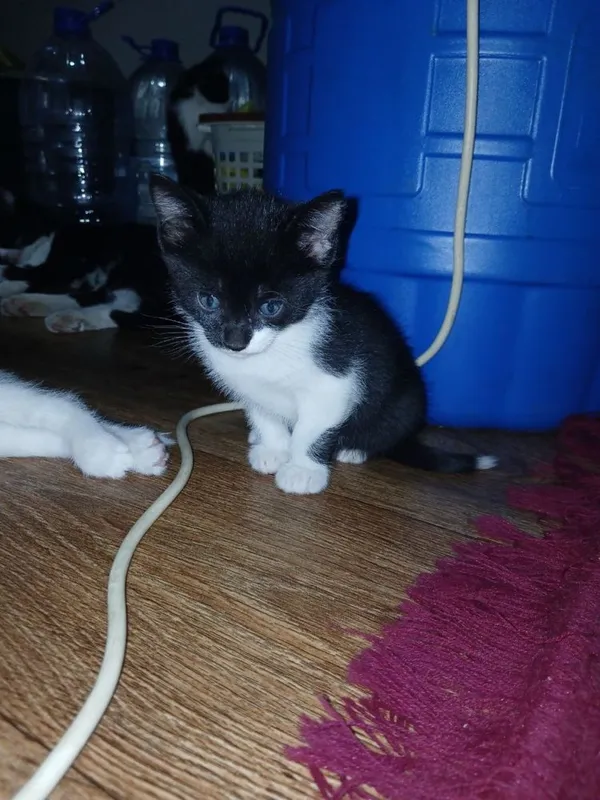 Котята, в добрые руки бесплатно 2 Котята, в добрые руки бесплатно 2